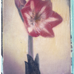 Single Amaryllis