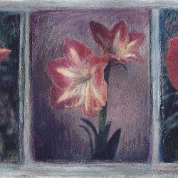 Triple Amaryllis